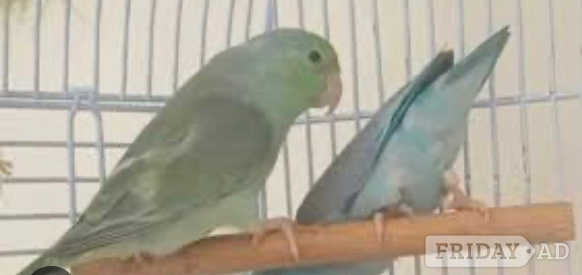 Parrotlet pair for sale blue male green female  image