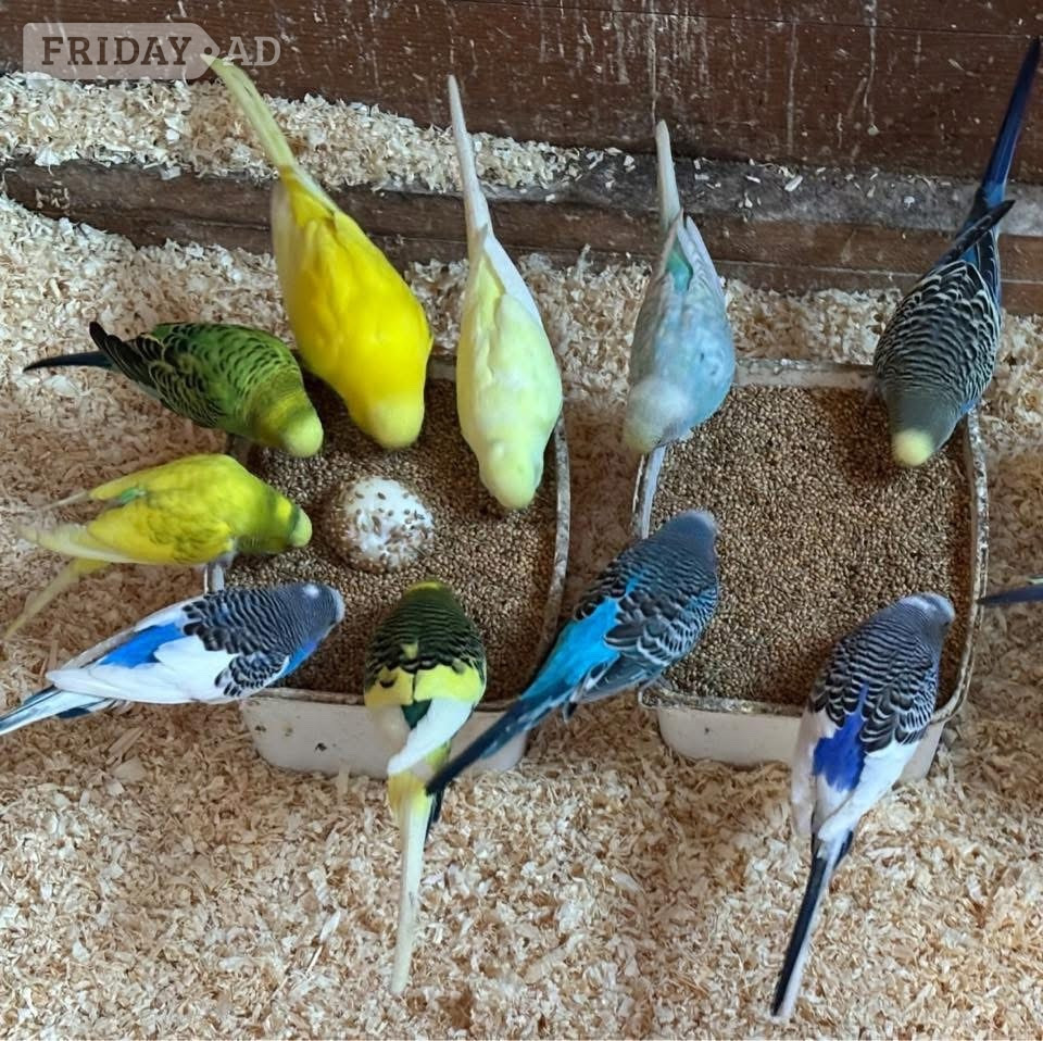 Wanted / Rehoming Service for Budgies / Canaries etc in need of a new home image