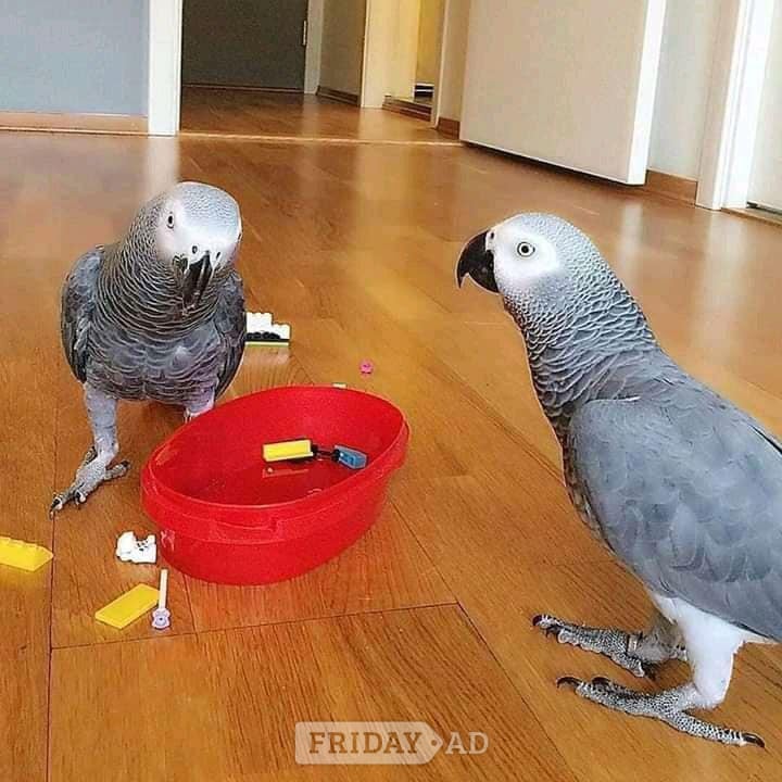 Male and female Congo Grey Parrots (African Grey) image