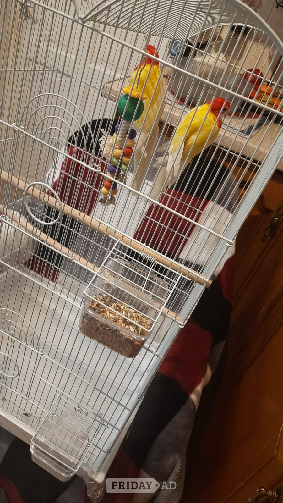 Eastern albino rosellas (extremely rare) M/F lovebirds  image