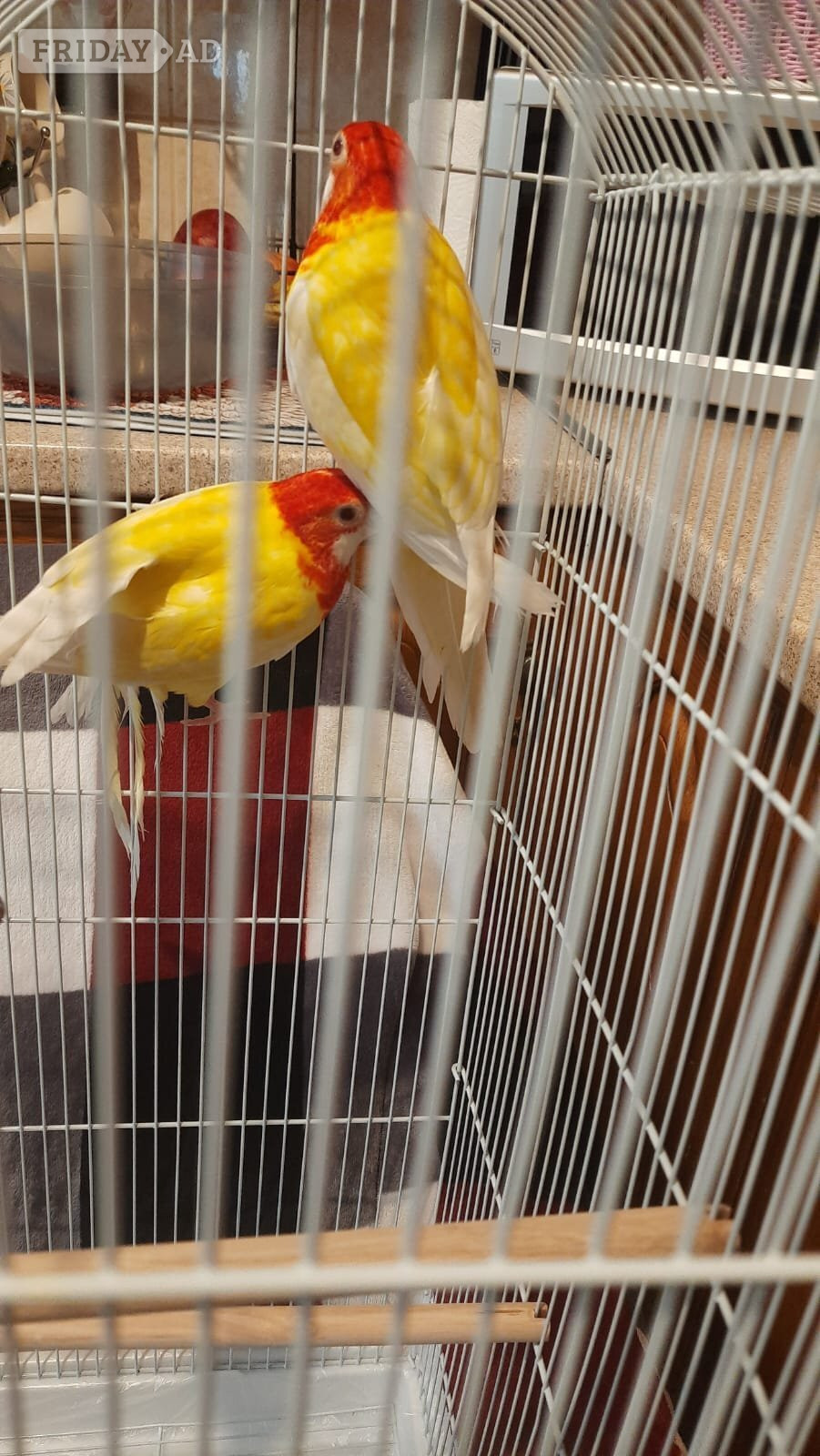 Eastern albino rosellas (extremely rare) male and female  image