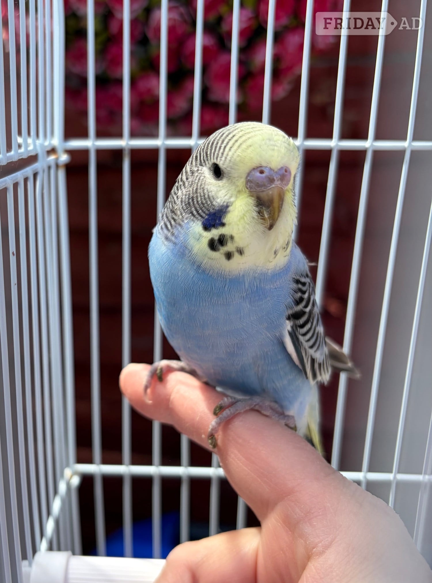 Blue &amp; Yellow Baby budgie for sale complete with cage image