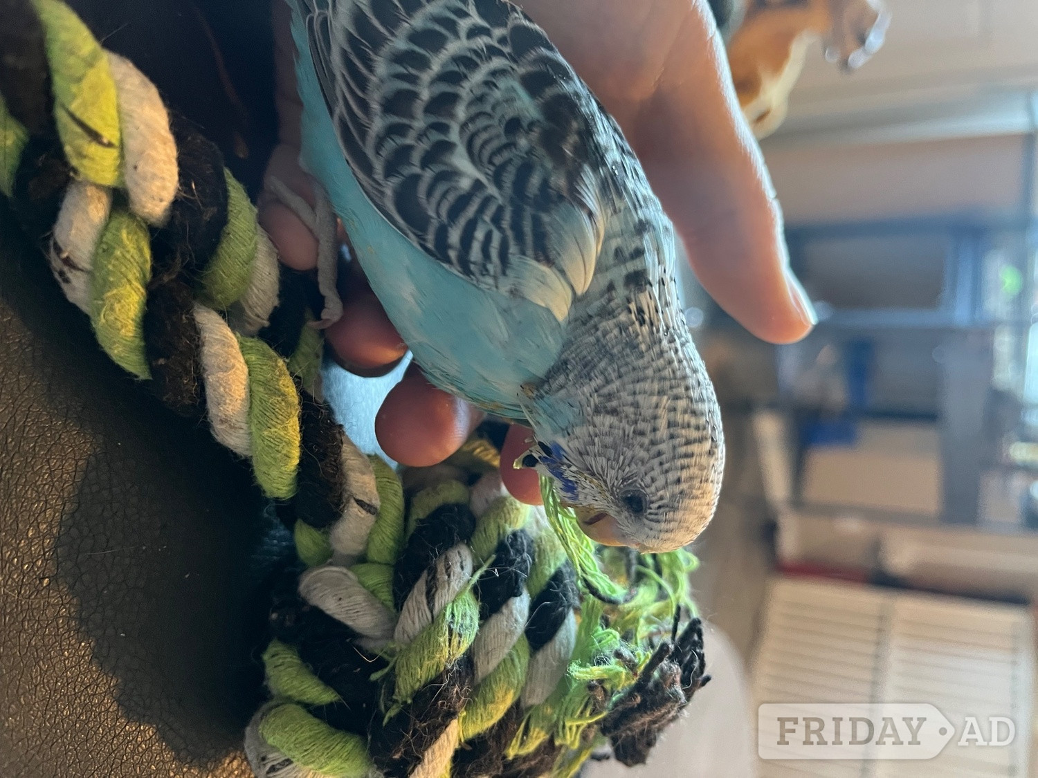 Bay budgie silly tame  on me all day everyday  image