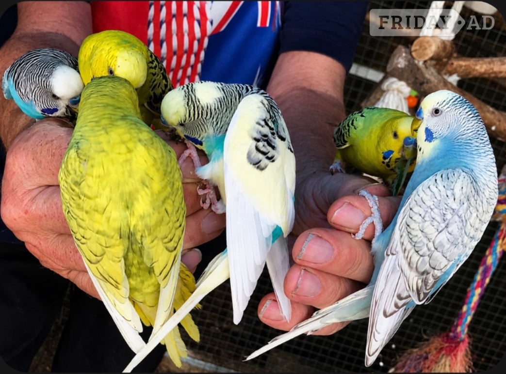 Beautiful Tame Budgies For Sale image